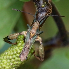 Meropachyini