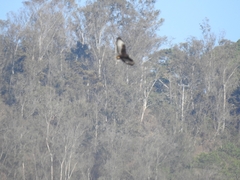 Buteo brachyurus