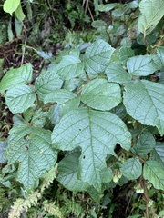Rubus wallichianus