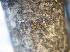 Athallia pyracea