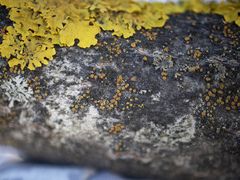 Athallia pyracea