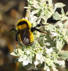 Bombus zonatus