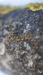 Athallia pyracea