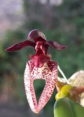 Bulbophyllum lasiochilum