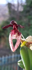 Bulbophyllum lasiochilum