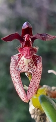 Bulbophyllum lasiochilum