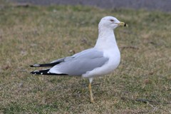 Larus delawarensis