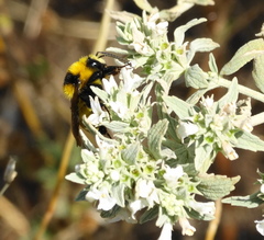 Bombus zonatus