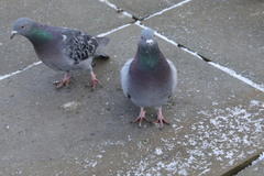 Columba livia domestica