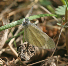 Leptidea juvernica