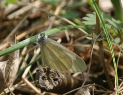 Leptidea juvernica
