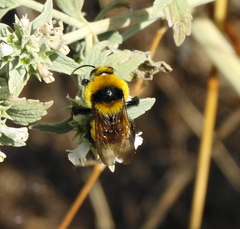 Bombus zonatus