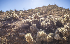 Cylindropuntia chuckwallensis