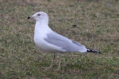 Larus delawarensis