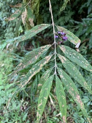 Callicarpa hypoleucophylla