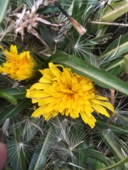Hypochaeris sessiliflora