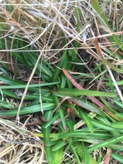 Hypochaeris sessiliflora