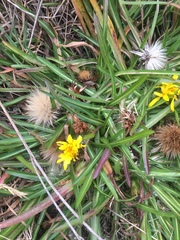 Hypochaeris sessiliflora