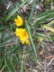 Hypochaeris sessiliflora