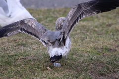 Larus californicus