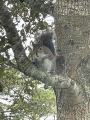 Sciurus carolinensis