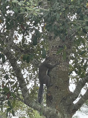 Sciurus carolinensis