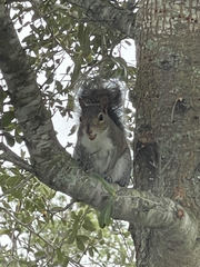 Sciurus carolinensis