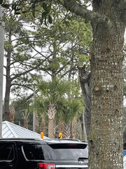 Sciurus carolinensis