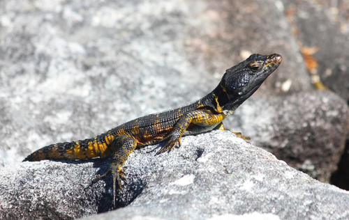 Cape Crag Lizard, Pseudocordylus microlepidotus