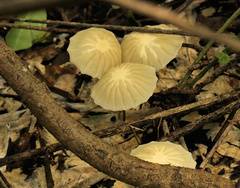 Marasmius mbalmayoensis