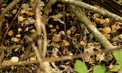 Marasmius mbalmayoensis
