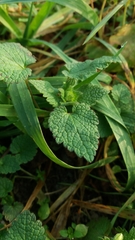 Lamium album
