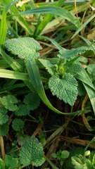 Lamium album