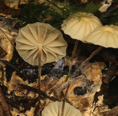 Marasmius mbalmayoensis