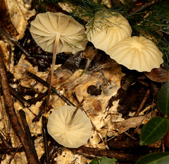 Marasmius mbalmayoensis