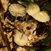Marasmius mbalmayoensis - Photo (c) Wynand Uys, μερικά δικαιώματα διατηρούνται (CC BY), uploaded by Wynand Uys