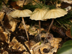 Marasmius mbalmayoensis
