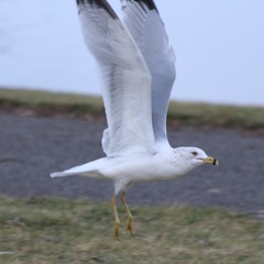 Larus delawarensis