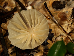 Marasmius mbalmayoensis
