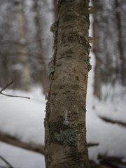 Arthopyrenia analepta