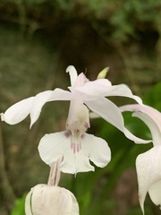 Calanthe arisanensis