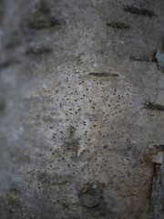 Arthopyrenia analepta