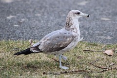 Larus californicus