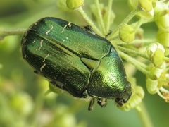 Cetonia carthami
