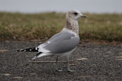 Larus brachyrhynchus