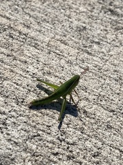 Aptenopedes sphenarioides