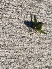 Aptenopedes sphenarioides