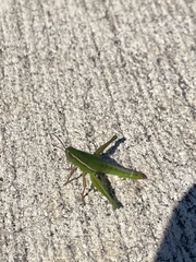 Aptenopedes sphenarioides