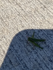 Aptenopedes sphenarioides