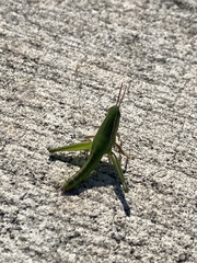 Aptenopedes sphenarioides